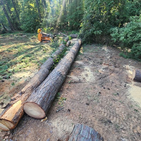 MB Tree Service & Landscaping project photo
