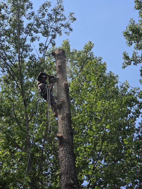 M&H Landscaping & Tree Services LLC project photo