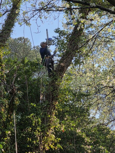 M&H Landscaping & Tree Services LLC project photo