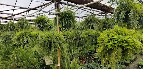 Broadwell's Nursery project photo