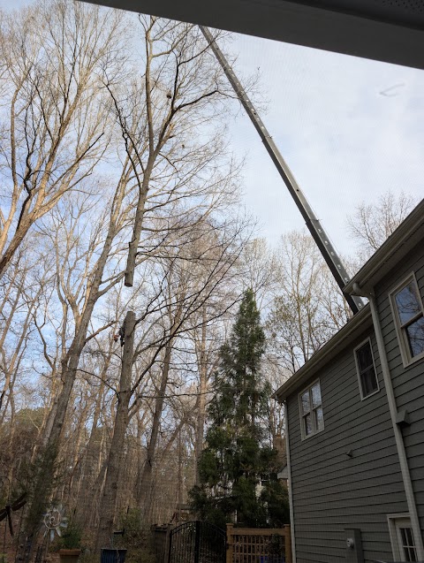 Guzman Tree Service project photo