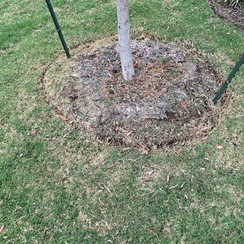 LawnStarter - Raleigh Landscaping project photo