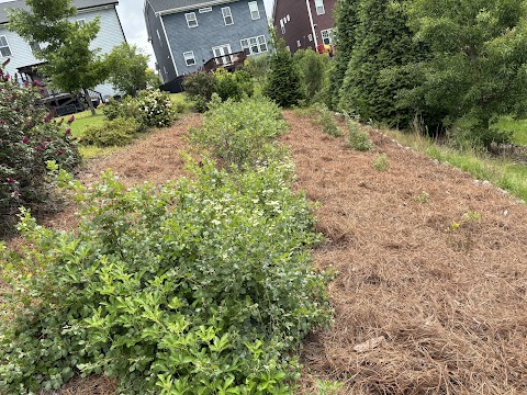 Nature First Landscaping project photo